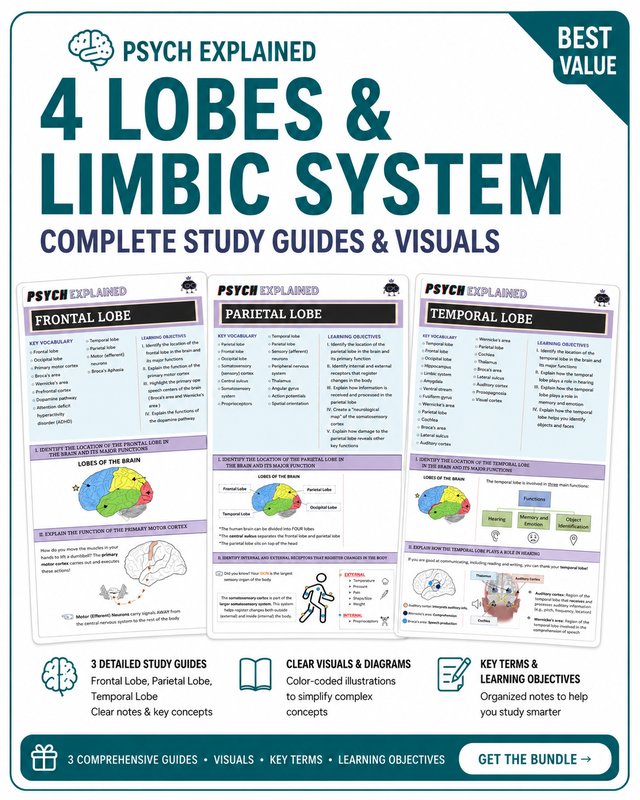 4 Lobes and Limbic System complete study guide cover